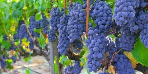 Koja je posebnost vinske sorte isabella